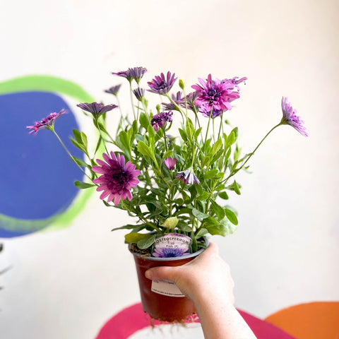 African Daisy - Osteospermum astra '3D Double Pink' - Sprouts of Bristol