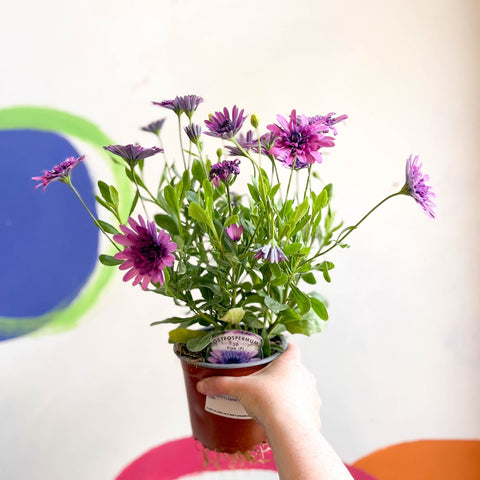 African Daisy - Osteospermum astra '3D Double Pink' - Sprouts of Bristol