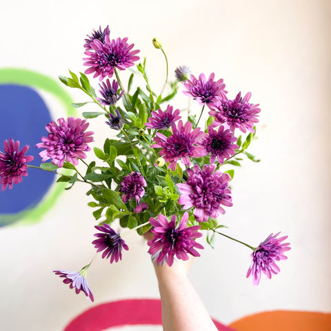 African Daisy - Osteospermum astra '3D Double Pink' - Sprouts of Bristol