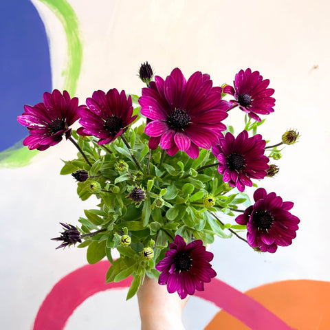 African Daisy - Osteospermum astra 'Akila Berries & Cream' F1 - Sprouts of Bristol