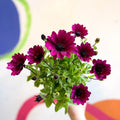 African Daisy - Osteospermum astra 'Akila Berries & Cream' F1 - Sprouts of Bristol