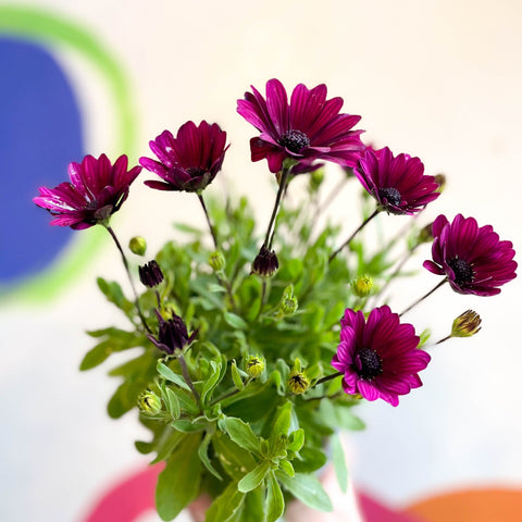 African Daisy - Osteospermum astra 'Akila Berries & Cream' F1 - Sprouts of Bristol