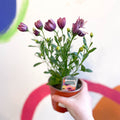 African Daisy - Osteospermum astra mixed - Sprouts of Bristol