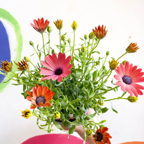 African Daisy - Osteospermum astra 'Rose Magic' - Sprouts of Bristol