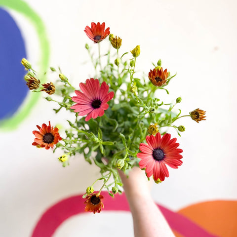 African Daisy - Osteospermum astra 'Rose Magic' - Sprouts of Bristol