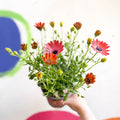 African Daisy - Osteospermum astra 'Rose Magic' - Sprouts of Bristol