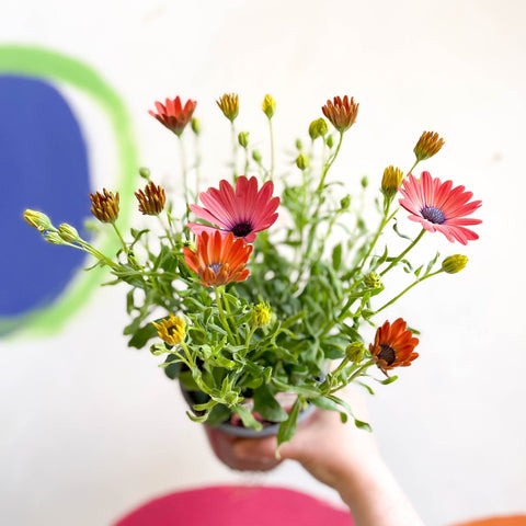 African Daisy - Osteospermum astra 'Rose Magic' - Sprouts of Bristol