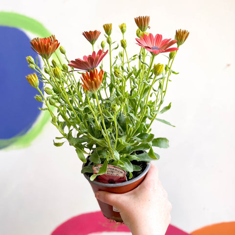 African Daisy - Osteospermum astra 'Rose Magic' - Sprouts of Bristol