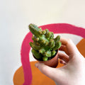 African Palm Tree - Euphorbia loricata - Sprouts of Bristol