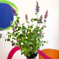 Agastache hybrida 'Arcado Pink' - Anise Hyssop - Sprouts of Bristol