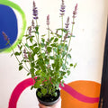 Agastache hybrida 'Arcado Pink' - Anise Hyssop - Sprouts of Bristol