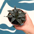 Agave victoriae-reginae - Queen Victoria Century Plant - Sprouts of Bristol