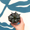 Agave victoriae-reginae - Queen Victoria Century Plant - Sprouts of Bristol