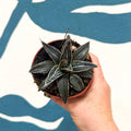Agave victoriae-reginae - Queen Victoria Century Plant - Sprouts of Bristol
