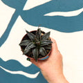 Agave victoriae-reginae - Queen Victoria Century Plant - Sprouts of Bristol