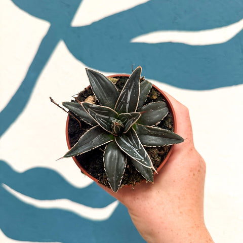 Agave victoriae-reginae - Queen Victoria Century Plant - Sprouts of Bristol