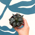 Agave victoriae-reginae - Queen Victoria Century Plant - Sprouts of Bristol