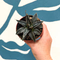 Agave victoriae-reginae - Queen Victoria Century Plant - Sprouts of Bristol
