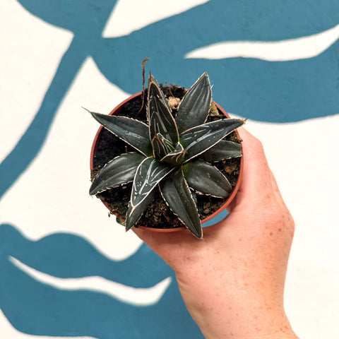 Agave victoriae-reginae - Queen Victoria Century Plant - Sprouts of Bristol
