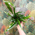 Aglaomorpha Coronans 'Jim' - Basket Fern - Sprouts of Bristol