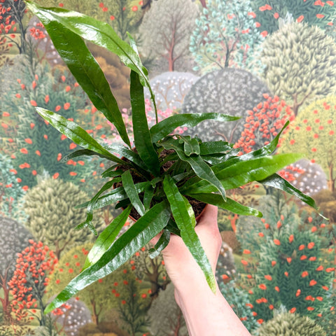 Aglaomorpha Coronans 'Jim' - Basket Fern - Sprouts of Bristol