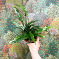 Aglaomorpha Coronans 'Jim' - Basket Fern - Sprouts of Bristol