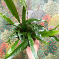 Aglaomorpha Coronans 'Jim' - Basket Fern - Sprouts of Bristol