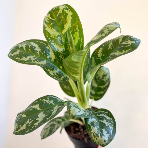 Aglaonema 'Amazon Silver' - Chinese Evergreen - Sprouts of Bristol