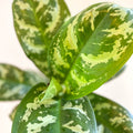 Aglaonema 'Amazon Silver' - Chinese Evergreen - Sprouts of Bristol