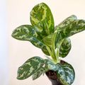 Aglaonema 'Amazon Silver' - Chinese Evergreen - Sprouts of Bristol