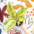 Aglaonema 'Chartreuse Pretty' - Chinese Evergreen - Sprouts of Bristol