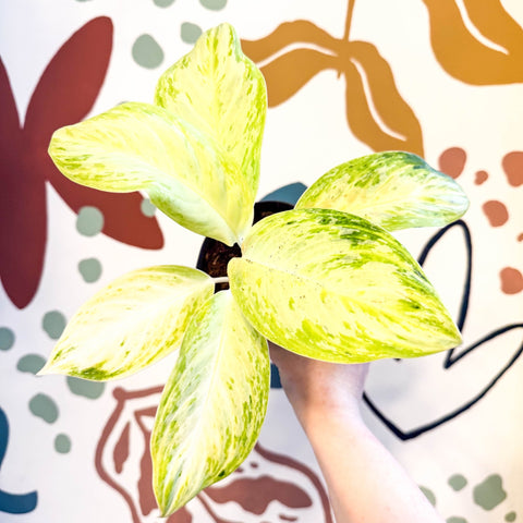 Aglaonema 'Citronelle' - Chinese Evergreen - Sprouts of Bristol