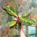 Aglaonema 'Dreamcatcher' - Chinese Evergreen - Sprouts of Bristol