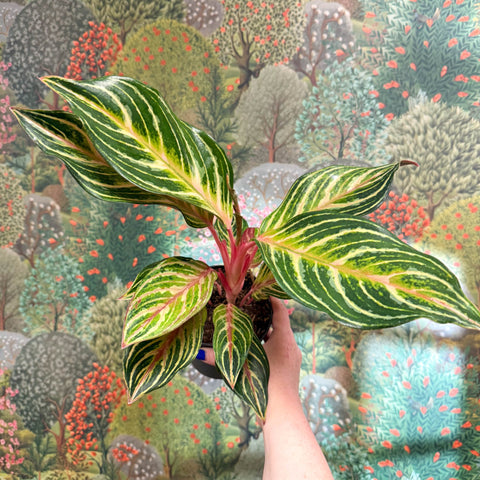 Aglaonema 'Dreamcatcher' - Chinese Evergreen - Sprouts of Bristol