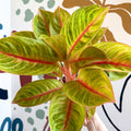 Aglaonema 'Eyecatcher' - Chinese Evergreen - Sprouts of Bristol