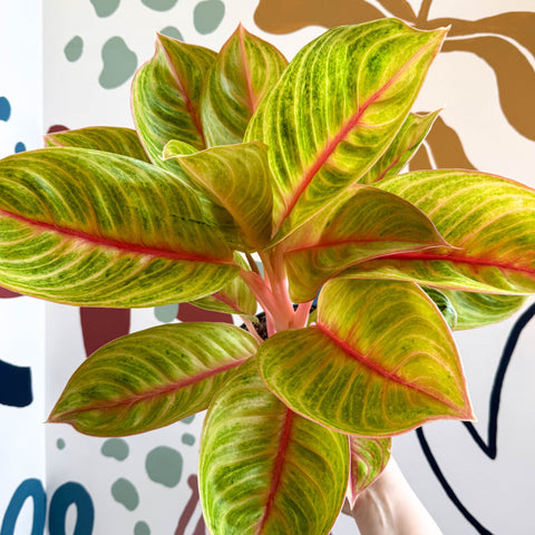Aglaonema 'Eyecatcher' - Chinese Evergreen - Sprouts of Bristol