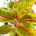 Aglaonema 'Eyecatcher' - Chinese Evergreen - Sprouts of Bristol