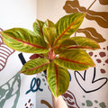Aglaonema 'Eyecatcher' - Chinese Evergreen - Sprouts of Bristol