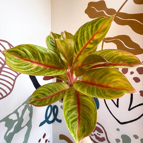 Aglaonema 'Eyecatcher' - Chinese Evergreen - Sprouts of Bristol
