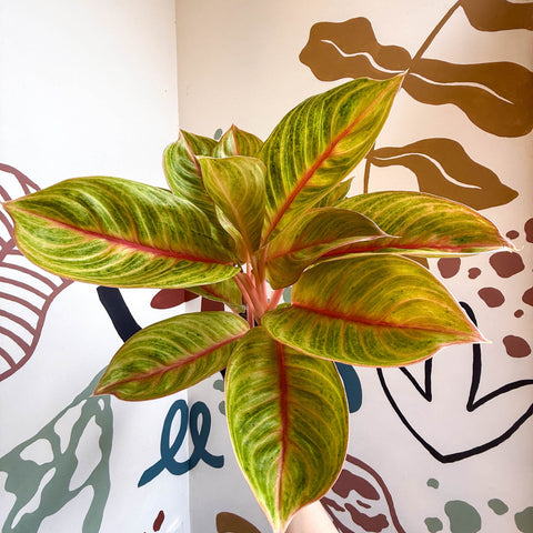 Aglaonema 'Eyecatcher' - Chinese Evergreen - Sprouts of Bristol