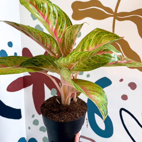 Aglaonema 'Grand Blossom' - Chinese Evergreen - Sprouts of Bristol