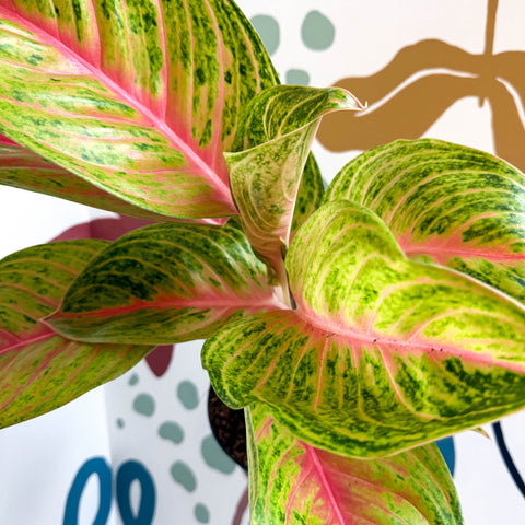 Aglaonema 'Grand Blossom' - Chinese Evergreen - Sprouts of Bristol