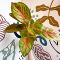 Aglaonema 'Grand Blossom' - Chinese Evergreen - Sprouts of Bristol