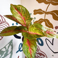 Aglaonema 'Grand Blossom' - Chinese Evergreen - Sprouts of Bristol