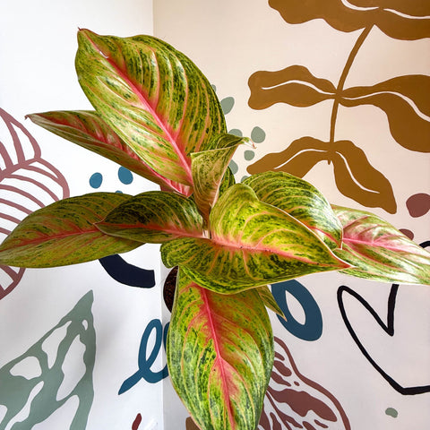 Aglaonema 'Grand Blossom' - Chinese Evergreen - Sprouts of Bristol