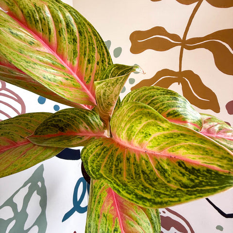 Aglaonema 'Grand Blossom' - Chinese Evergreen - Sprouts of Bristol