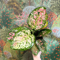 Aglaonema 'Jazzy Red' - Chinese Evergreen - Sprouts of Bristol