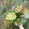 Aglaonema 'Jazzy Red' - Chinese Evergreen - Sprouts of Bristol