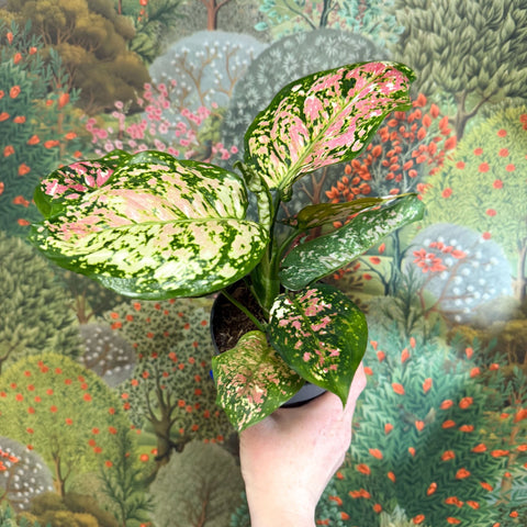 Aglaonema 'Jazzy Red' - Chinese Evergreen - Sprouts of Bristol