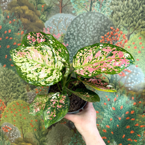 Aglaonema 'Jazzy Red' - Chinese Evergreen - Sprouts of Bristol